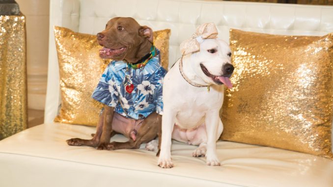 Hero Aladin and Abigal, Photo:CAPEHART