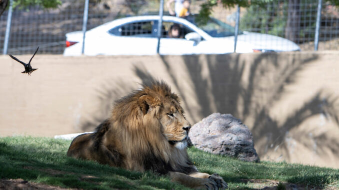 Phoenix Zoo Cruise the Zoo