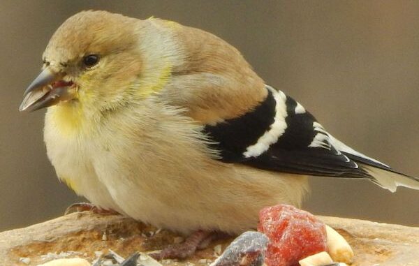 Goldfinch eating Cole's Nutberry Suet