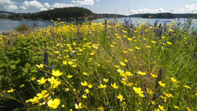 Wildflowers of Yellow Island, San Juan Islands, Washington, US